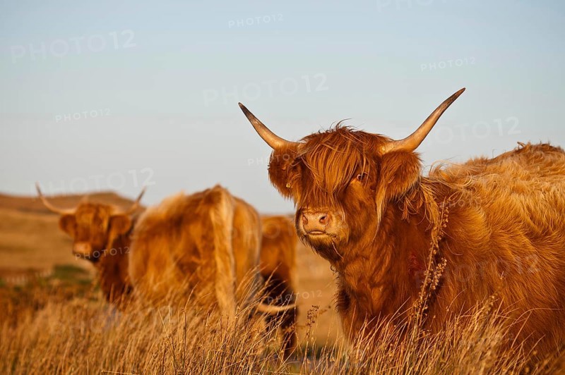 Domestic cattle