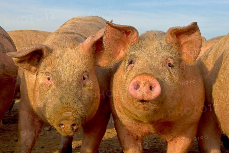 Domestic Pig
