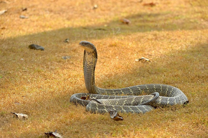 King Cobra