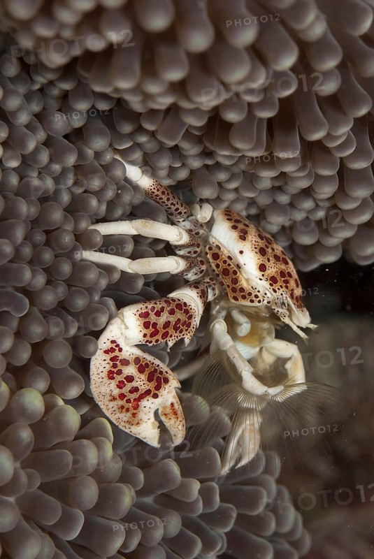 Anemone Porcelain Crab