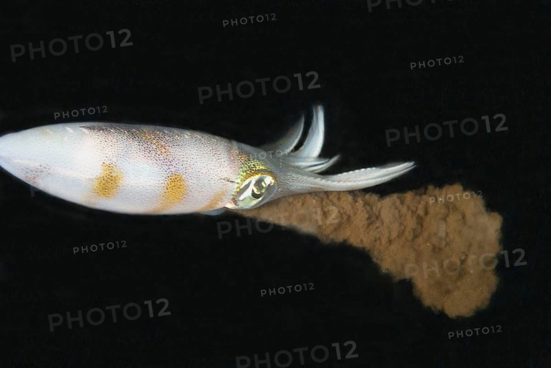 Bigfin reef squid