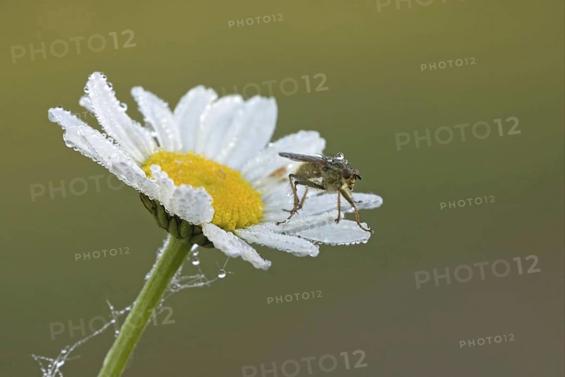 Yellow Dungfly