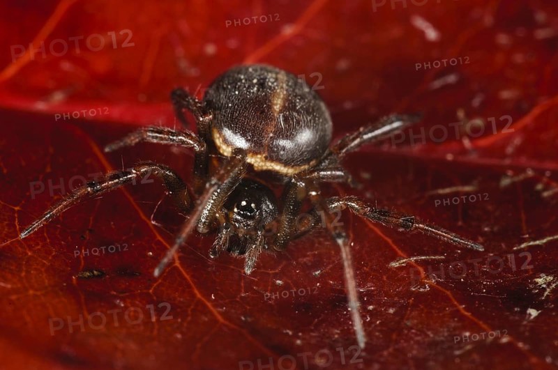 Fat spider