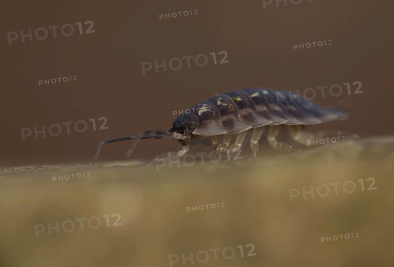 Common Woodlouse