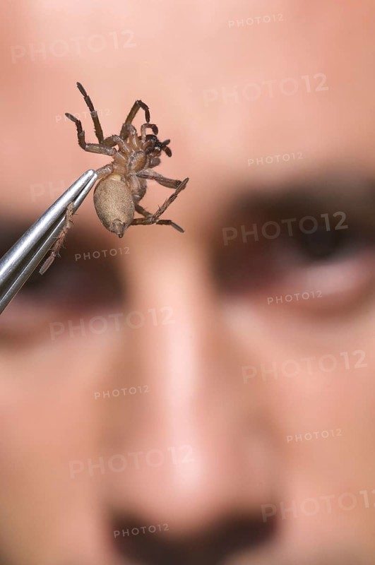 Arachnologist observes spider in tweezers for study