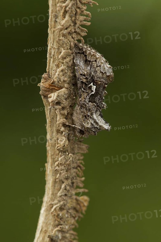 Scarce Silver Y