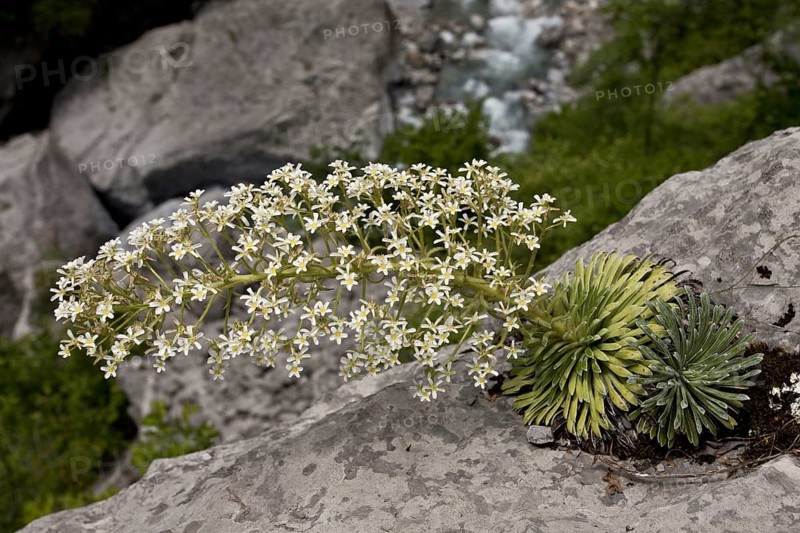 Pyrenean Saxifrage