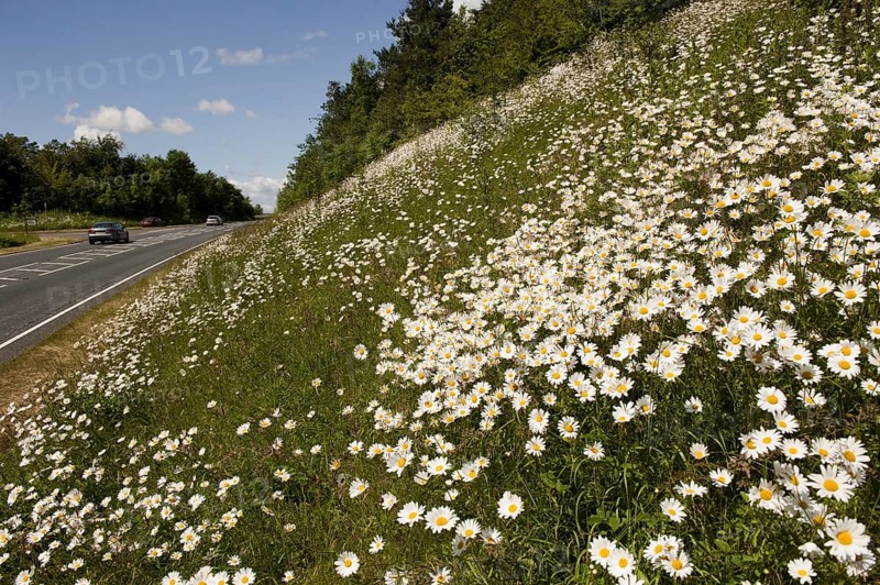 Ox-eye Daisy