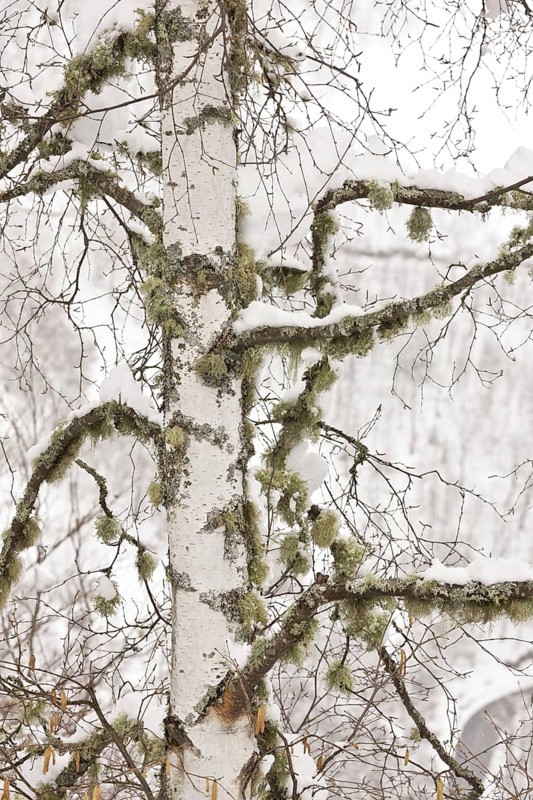 Warty birch