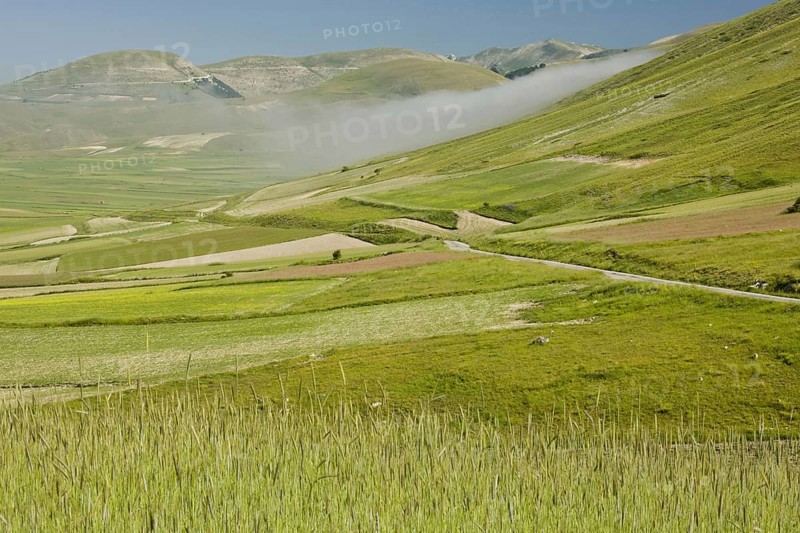 View of flowery strip fields