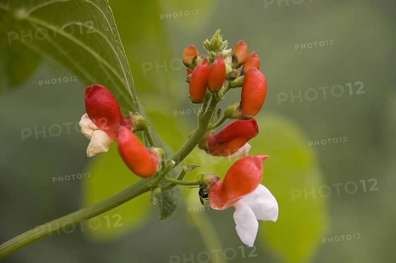 Fire bean