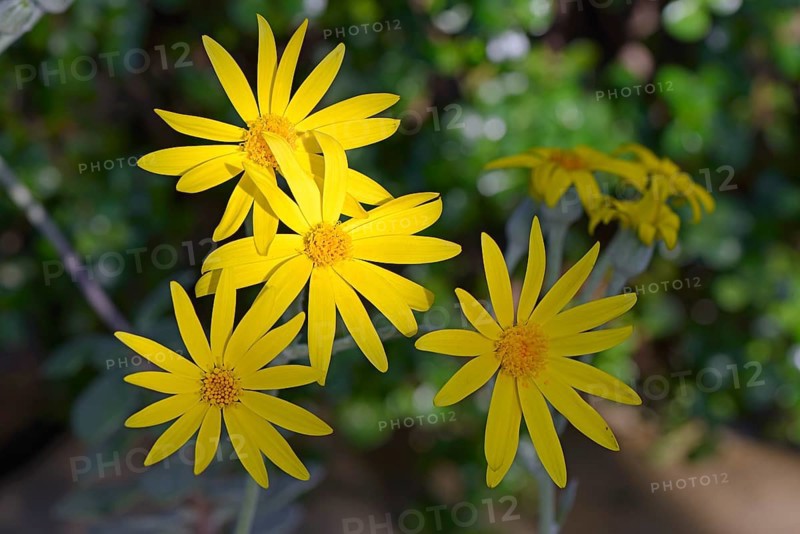 Senecio medley-woodii
