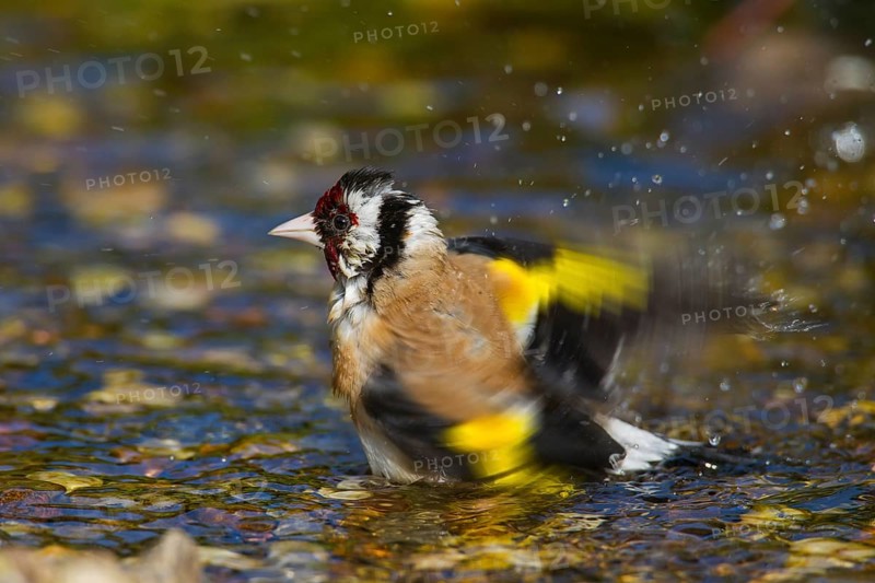European goldfinch