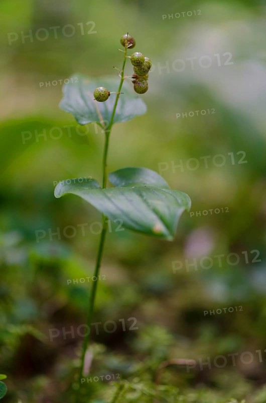 Two-leaved shade flower