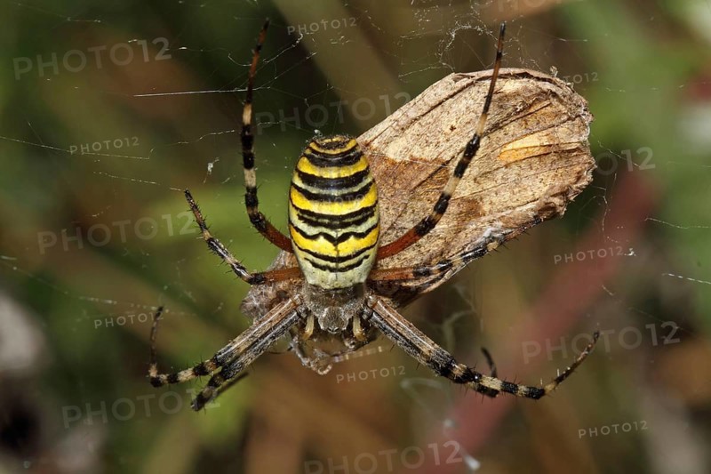 Wasp spider