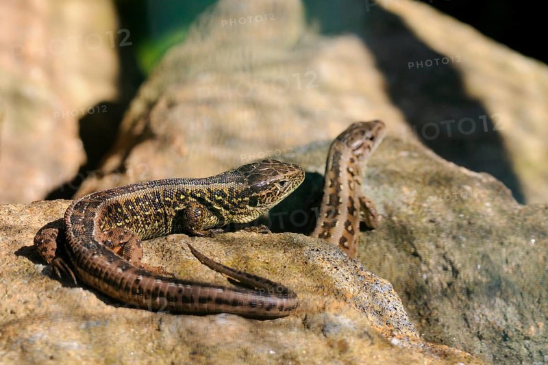 Sand lizard