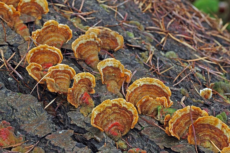 Oak layer fungus