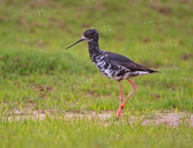 Black Stilt