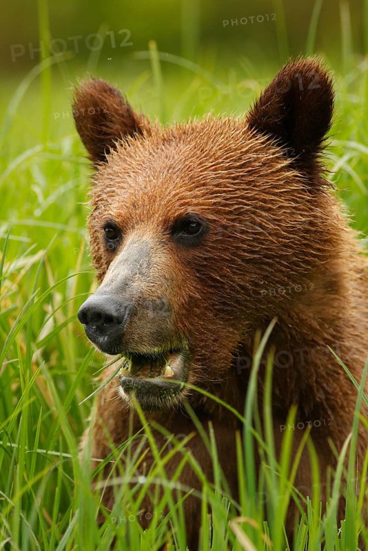 Grizzly Bear