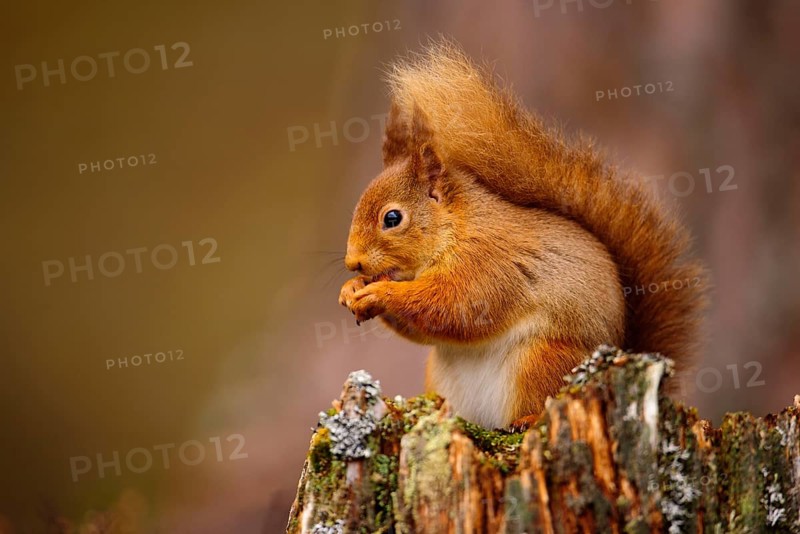Adult Eurasian red eurasian red squirrel