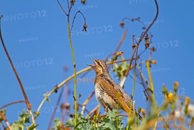 Eurasian Wryneck