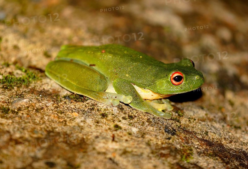 Australian Red-eyed Treefrog