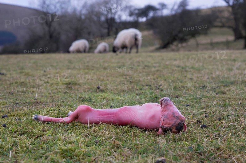 Domestic sheep