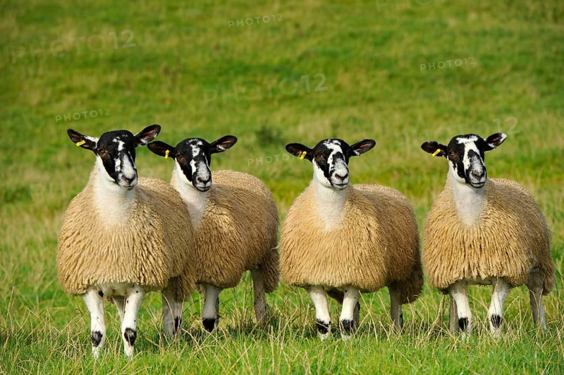 Domestic Sheep