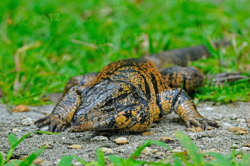 Golden Tegu