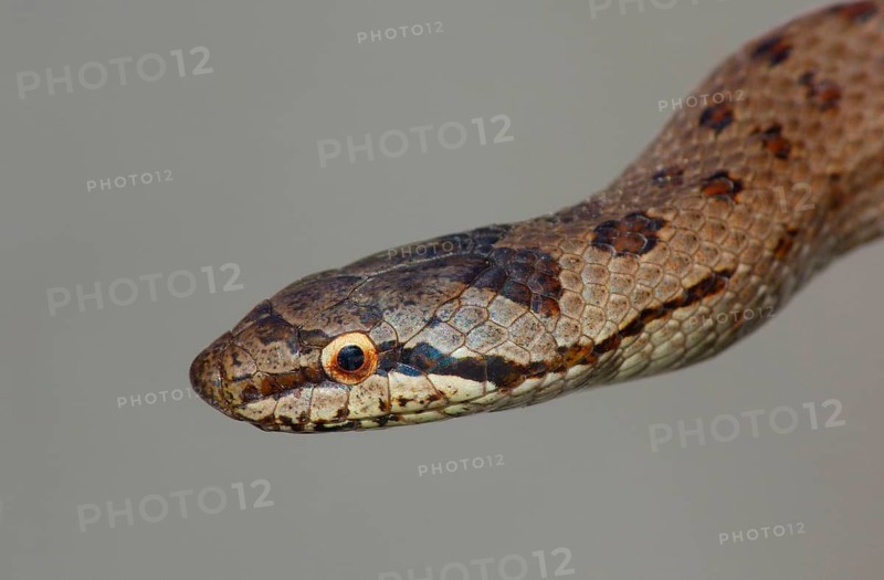 Smooth snake