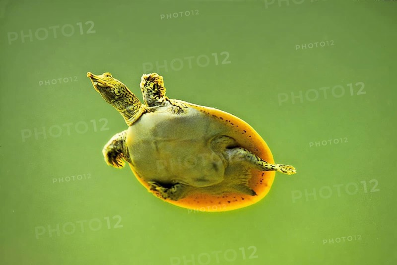 Spur-thighed soft-shelled turtle