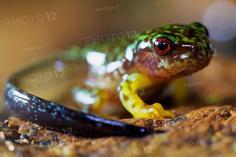 Tree Frog