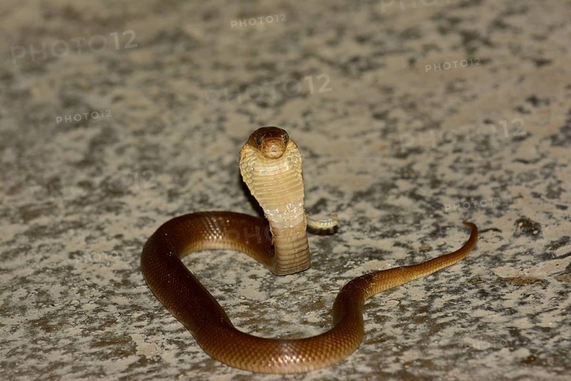 Javan Spitting Cobra