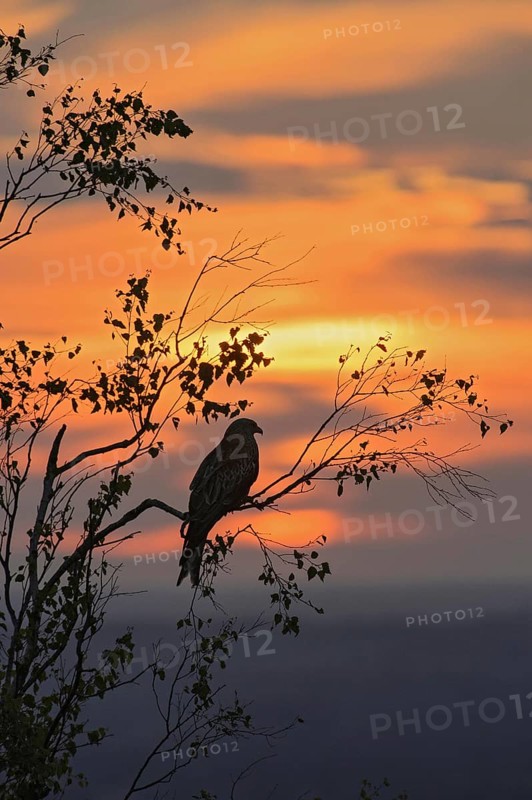 Red kite