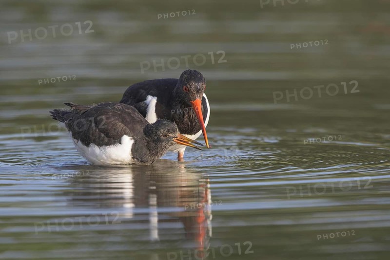 Eurasian eurasian oystercatcher