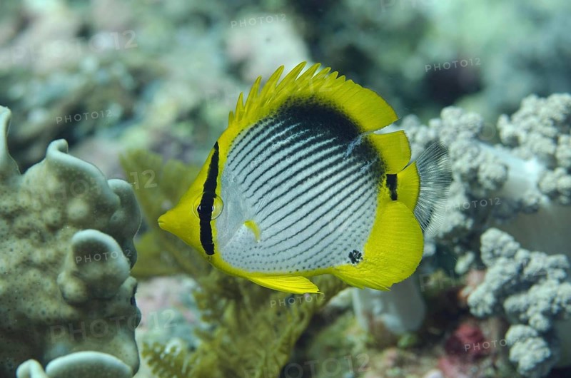 Black-backed Butterflyfish