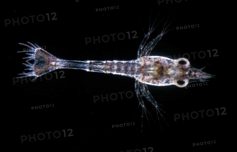 Shrimp