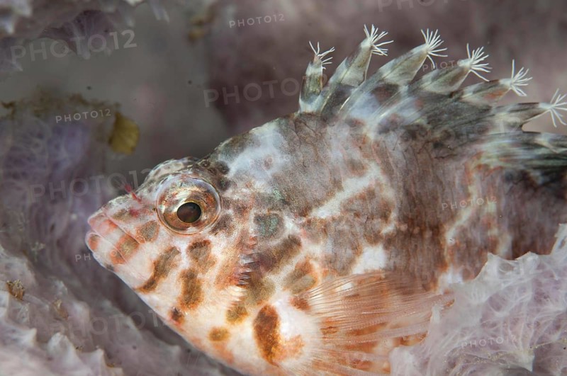 Common spotted hawkfish