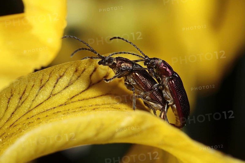 Adult pair of reed leaf beetles