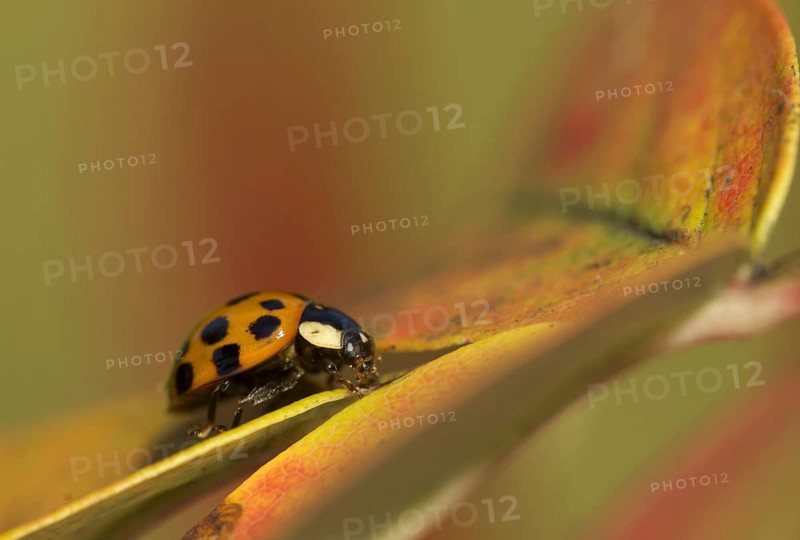 Asian Ladybird