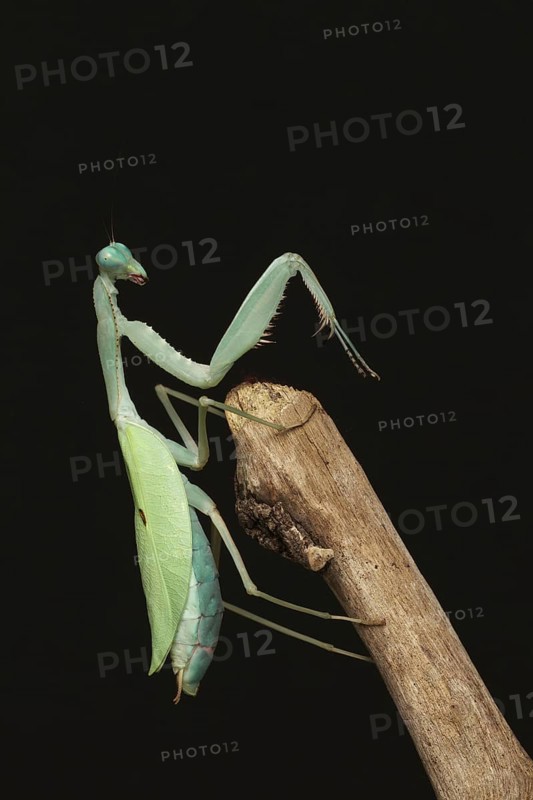 Giant giant asian mantis