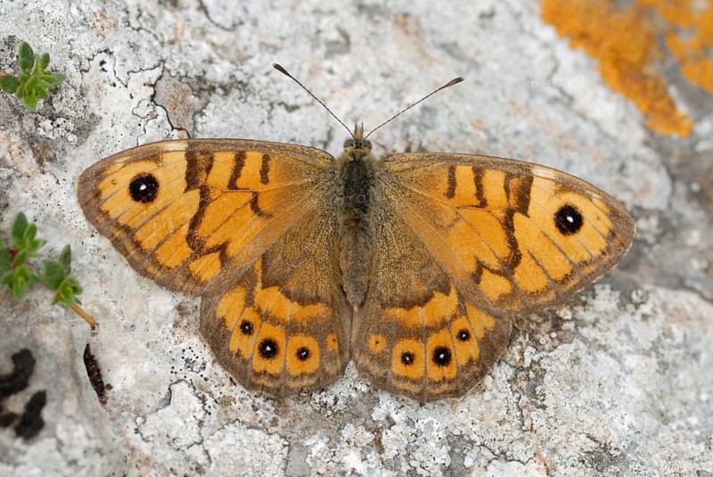Wall Brown