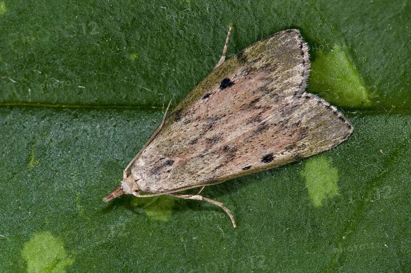 Bee Moth