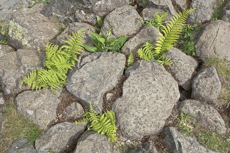 Worm fern