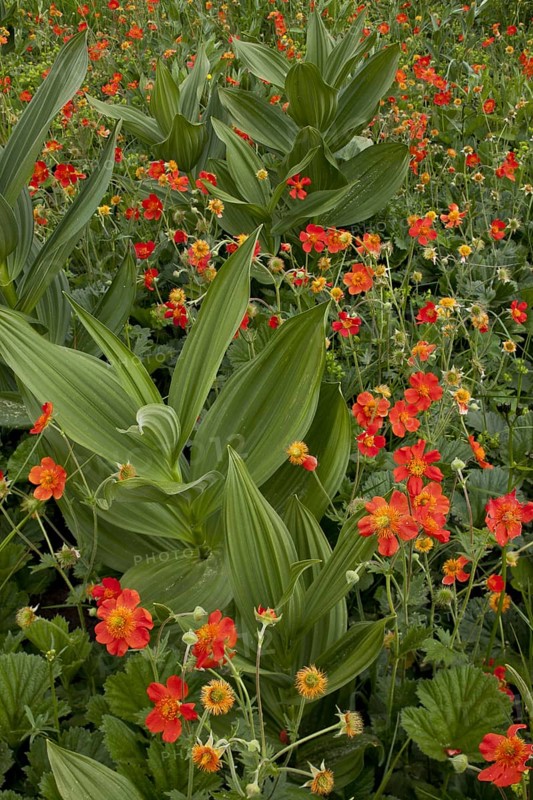 Scarlet scarlet avens