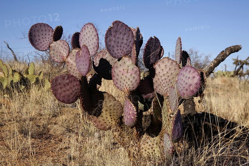 Engelmann's Hedgehog Cactus