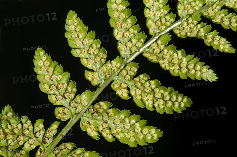 Sori developing on the underside of the frond or blade of a male fern