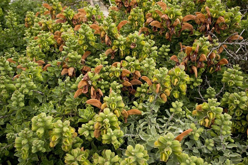 Beach Salvia