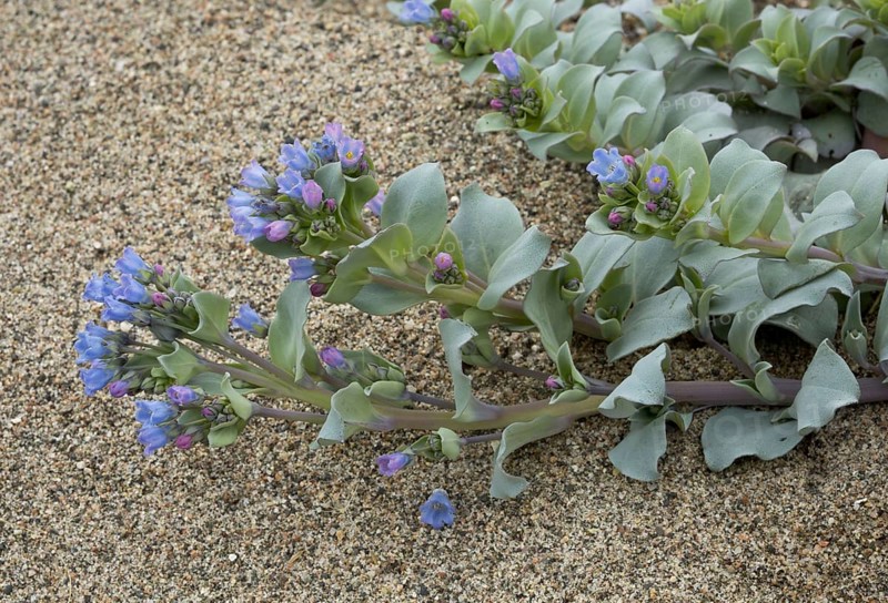 Oysterplant