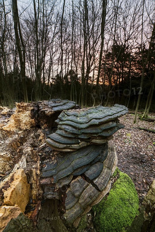 Fruiting bodies of artist's mushrooms